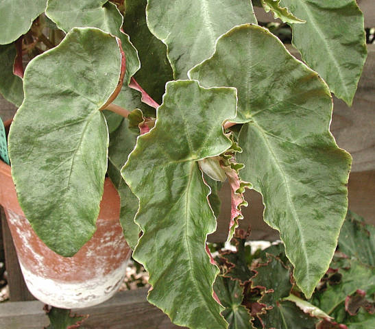 B. larorum